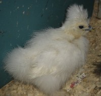 Featured image for “does a chicken have hair?”
